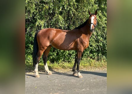 KWPN, Mare, 11 years, 16,3 hh, Brown