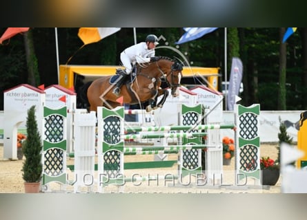 KWPN, Mare, 11 years, 17 hh, Brown