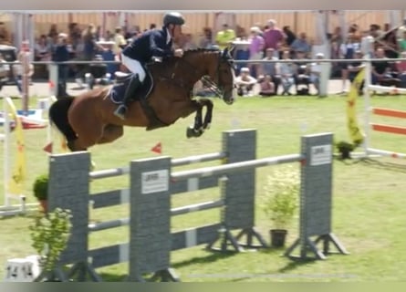 KWPN, Mare, 11 years, 17 hh, Brown