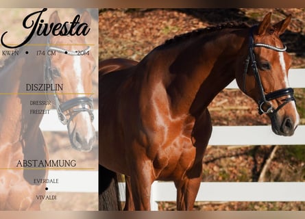 KWPN, Mare, 11 years, 17 hh, Chestnut-Red