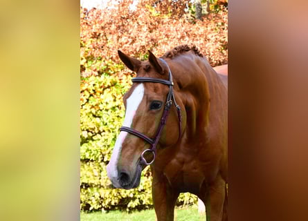 KWPN, Mare, 11 years, 17 hh, Chestnut-Red