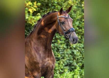 KWPN, Mare, 11 years, 17 hh
