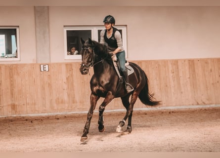 KWPN, Mare, 12 years, 16,1 hh, Black