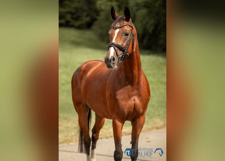 KWPN, Mare, 12 years, 16,1 hh, Brown