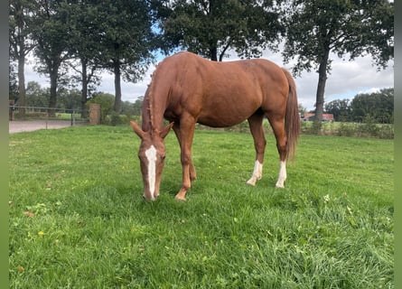 KWPN, Mare, 12 years, 16.1 hh, Chestnut-Red
