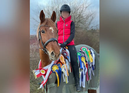 KWPN, Mare, 12 years, 16,1 hh, Chestnut-Red