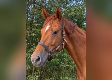 KWPN, Mare, 12 years, 16.2 hh, Chestnut-Red