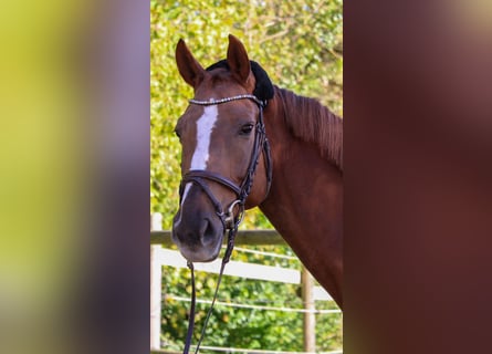 KWPN, Mare, 12 years, 16 hh, Chestnut-Red