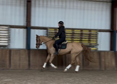 KWPN, Mare, 12 years, 16 hh, Chestnut-Red