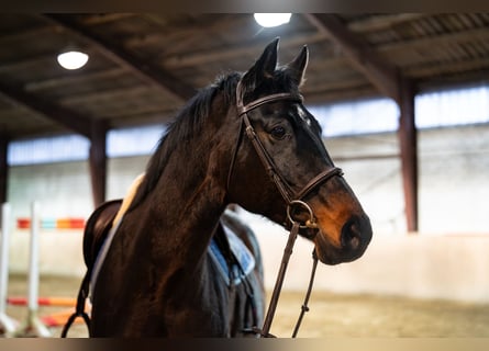 KWPN, Mare, 12 years, 16 hh