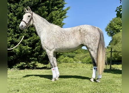 KWPN, Mare, 12 years, 16 hh, Gray-Dapple