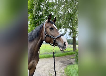 KWPN, Mare, 12 years, 17,1 hh, Brown