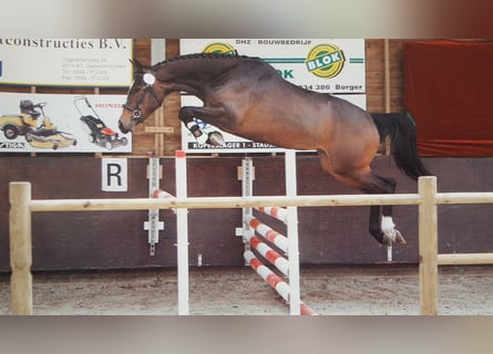 KWPN, Stute, 13 Jahre, 15,3 hh, Dunkelbrauner