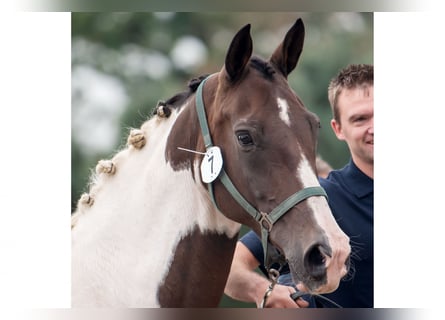 KWPN, Stute, 13 Jahre, 16,2 hh, Schecke