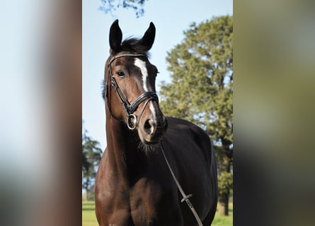 KWPN, Mare, 13 years, 16,2 hh, Smoky-Black