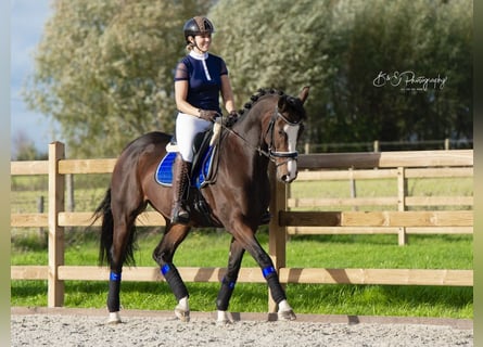 KWPN, Mare, 13 years, 16 hh, Brown