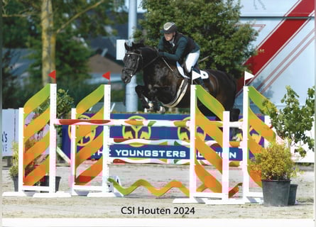 KWPN, Mare, 13 years, 16,1 hh, Black