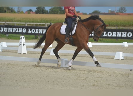KWPN, Mare, 13 years, 16,1 hh, Brown