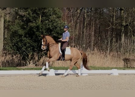 KWPN, Mare, 13 years, 16,1 hh, Chestnut-Red