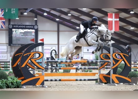 KWPN, Mare, 13 years, 16,2 hh, Gray