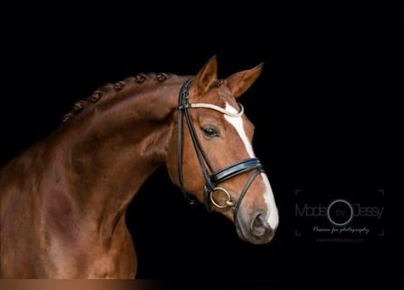 KWPN, Mare, 13 years, 17 hh, Chestnut-Red