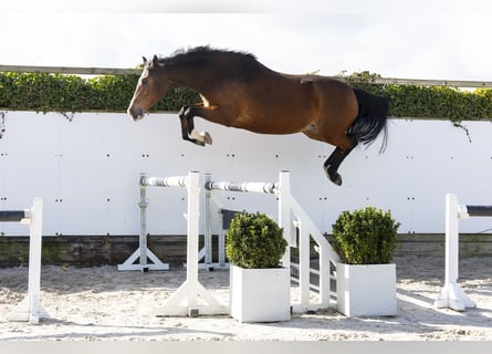 KWPN, Mare, 13 years, 17,1 hh, Brown