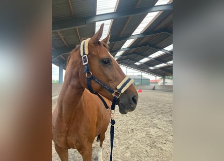 KWPN, Mare, 14 years, 15.2 hh, Chestnut-Red
