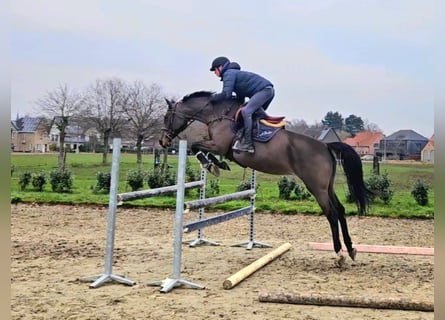 KWPN, Mare, 14 years, 15,3 hh