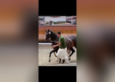 KWPN, Mare, 14 years, 16,1 hh, Smoky-Black