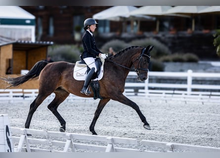 KWPN, Mare, 14 years, 16.2 hh, Brown