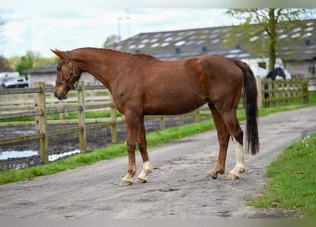 KWPN, Mare, 14 years, 16.2 hh, Chestnut-Red