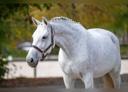 KWPN, Mare, 14 years, 16.2 hh, Grey