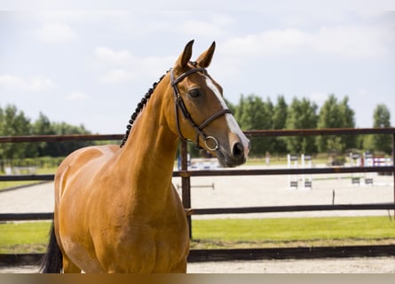 KWPN, Mare, 14 years, 16 hh, Brown-Light