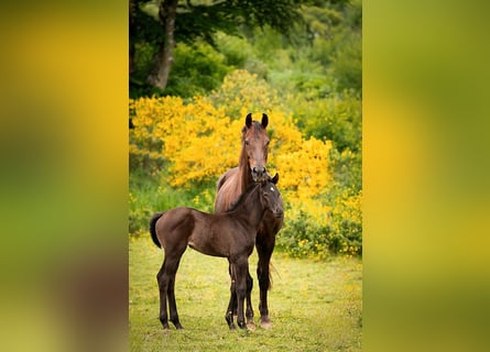 KWPN, Mare, 14 years, 16,1 hh, Chestnut