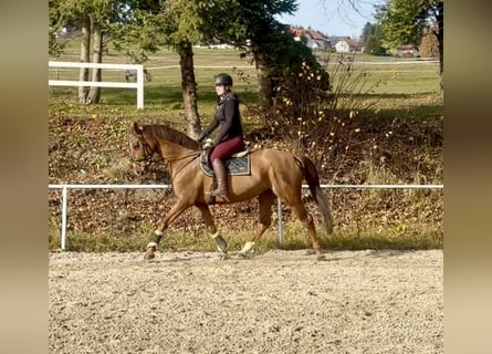 KWPN, Mare, 14 years, 16,1 hh, Chestnut-Red