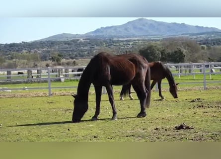 KWPN, Mare, 14 years, 16,2 hh, Bay-Dark