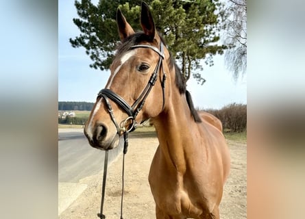 KWPN, Mare, 14 years, 16,2 hh, Brown