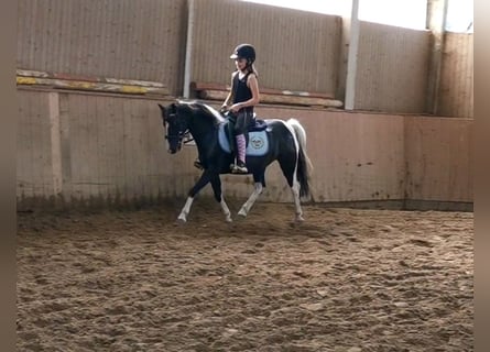 KWPN Mix, Mare, 15 years, 11.2 hh, Pinto