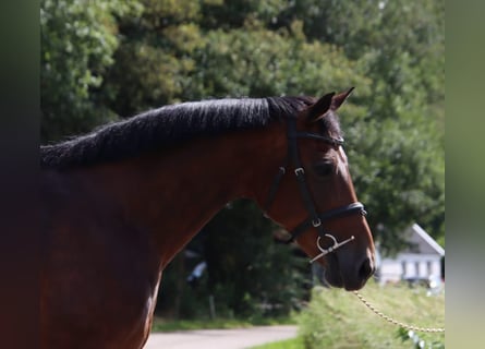 KWPN, Mare, 15 years, 14,1 hh, Brown