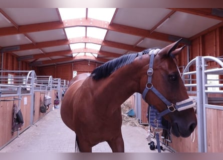 KWPN, Mare, 15 years, 15,2 hh, Brown