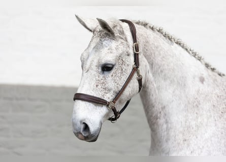 KWPN, Mare, 15 years, 16,1 hh, White