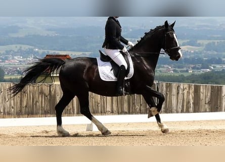 KWPN, Mare, 15 years, 16,2 hh, Black