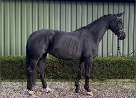 KWPN, Mare, 15 years, 16,2 hh, Black