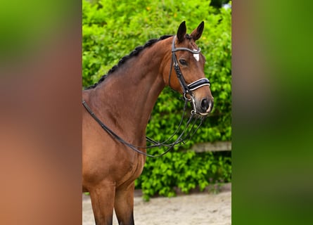 KWPN, Mare, 15 years, 16,2 hh, Brown-Light