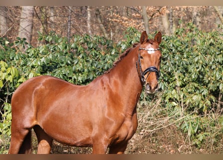 KWPN, Mare, 15 years, 16,2 hh, Chestnut-Red