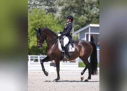 KWPN, Mare, 15 years, 16 hh, Bay-Dark