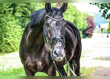 KWPN, Mare, 15 years, 16 hh, Black