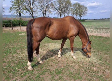 KWPN, Mare, 15 years, 16 hh, Chestnut-Red