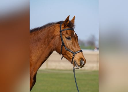 KWPN, Mare, 15 years, 16 hh, Chestnut-Red