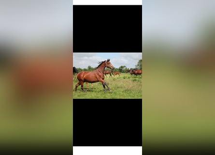 KWPN, Mare, 16 years, 15.3 hh, Brown